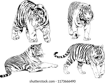 vector drawings sketches different predator , tigers lions cheetahs and leopards are drawn in ink by hand , objects with no background