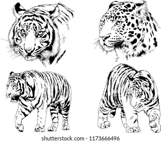 vector drawings sketches different predator , tigers lions cheetahs and leopards are drawn in ink by hand , objects with no background