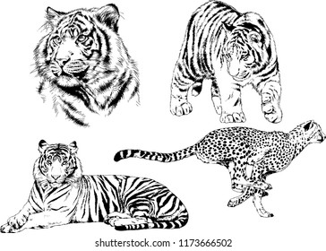 vector drawings sketches different predator , tigers lions cheetahs and leopards are drawn in ink by hand , objects with no background