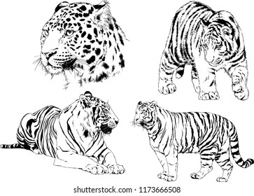 vector drawings sketches different predator , tigers lions cheetahs and leopards are drawn in ink by hand , objects with no background