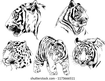 vector drawings sketches different predator , tigers lions cheetahs and leopards are drawn in ink by hand , objects with no background