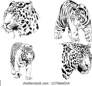 vector drawings sketches different predator , tigers lions cheetahs and leopards are drawn in ink by hand , objects with no background