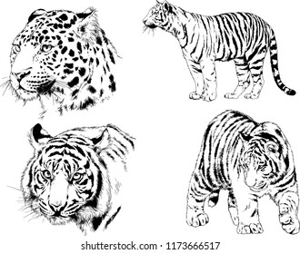 vector drawings sketches different predator , tigers lions cheetahs and leopards are drawn in ink by hand , objects with no background