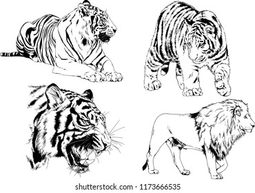 vector drawings sketches different predator , tigers lions cheetahs and leopards are drawn in ink by hand , objects with no background