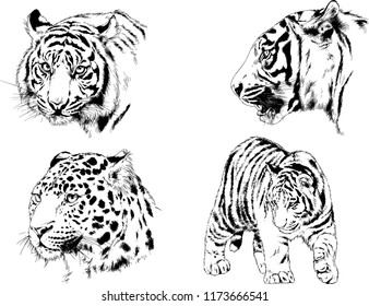 vector drawings sketches different predator , tigers lions cheetahs and leopards are drawn in ink by hand , objects with no background