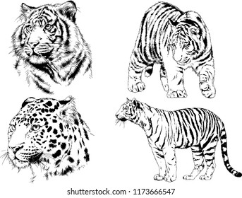 vector drawings sketches different predator , tigers lions cheetahs and leopards are drawn in ink by hand , objects with no background