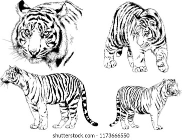 vector drawings sketches different predator , tigers lions cheetahs and leopards are drawn in ink by hand , objects with no background