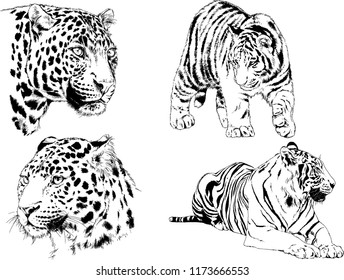 vector drawings sketches different predator , tigers lions cheetahs and leopards are drawn in ink by hand , objects with no background