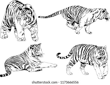 vector drawings sketches different predator , tigers lions cheetahs and leopards are drawn in ink by hand , objects with no background