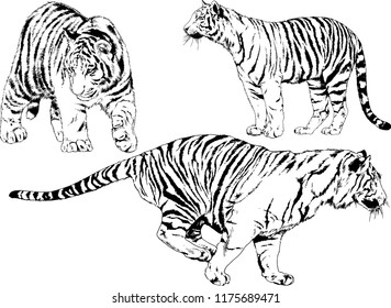 vector drawings sketches different predator , tigers lions cheetahs and leopards are drawn in ink by hand , objects with no background