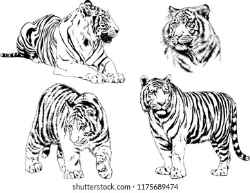 vector drawings sketches different predator , tigers lions cheetahs and leopards are drawn in ink by hand , objects with no background