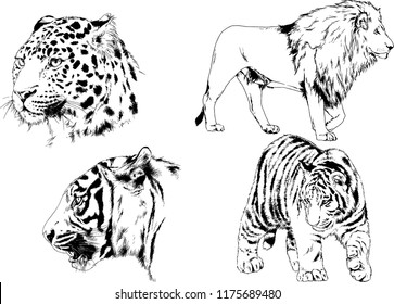 vector drawings sketches different predator , tigers lions cheetahs and leopards are drawn in ink by hand , objects with no background