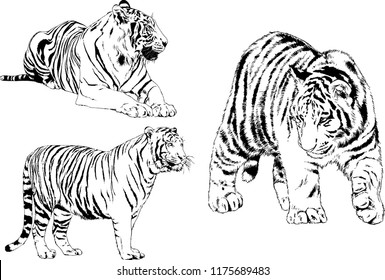 vector drawings sketches different predator , tigers lions cheetahs and leopards are drawn in ink by hand , objects with no background