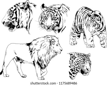 vector drawings sketches different predator , tigers lions cheetahs and leopards are drawn in ink by hand , objects with no background