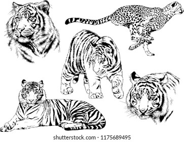 vector drawings sketches different predator , tigers lions cheetahs and leopards are drawn in ink by hand , objects with no background