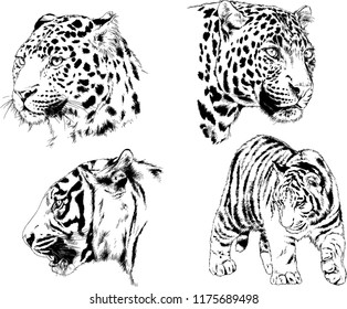 vector drawings sketches different predator , tigers lions cheetahs and leopards are drawn in ink by hand , objects with no background