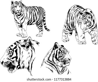 vector drawings sketches different predator , tigers lions cheetahs and leopards are drawn in ink by hand , objects with no background