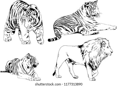 vector drawings sketches different predator , tigers lions cheetahs and leopards are drawn in ink by hand , objects with no background