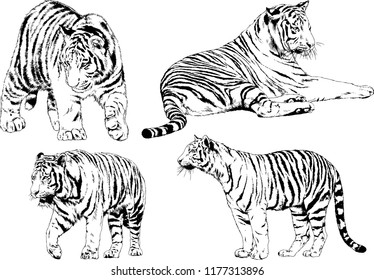 vector drawings sketches different predator , tigers lions cheetahs and leopards are drawn in ink by hand , objects with no background