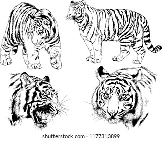 vector drawings sketches different predator , tigers lions cheetahs and leopards are drawn in ink by hand , objects with no background