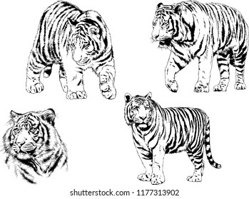 vector drawings sketches different predator , tigers lions cheetahs and leopards are drawn in ink by hand , objects with no background