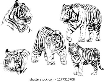 vector drawings sketches different predator , tigers lions cheetahs and leopards are drawn in ink by hand , objects with no background