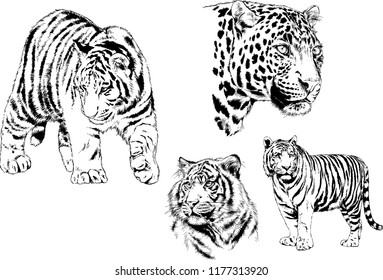 vector drawings sketches different predator , tigers lions cheetahs and leopards are drawn in ink by hand , objects with no background