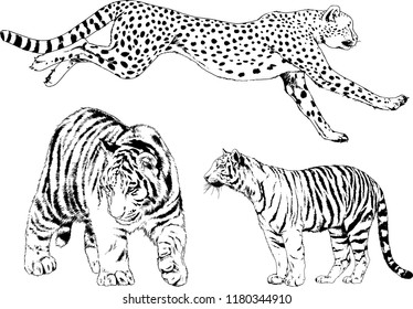 vector drawings sketches different predator , tigers lions cheetahs and leopards are drawn in ink by hand , objects with no background