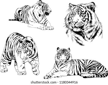 vector drawings sketches different predator , tigers lions cheetahs and leopards are drawn in ink by hand , objects with no background