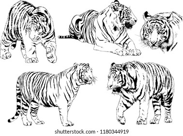 vector drawings sketches different predator , tigers lions cheetahs and leopards are drawn in ink by hand , objects with no background