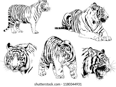 vector drawings sketches different predator , tigers lions cheetahs and leopards are drawn in ink by hand , objects with no background