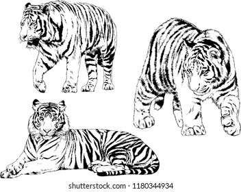vector drawings sketches different predator , tigers lions cheetahs and leopards are drawn in ink by hand , objects with no background