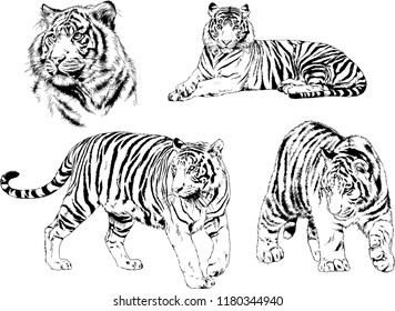 vector drawings sketches different predator , tigers lions cheetahs and leopards are drawn in ink by hand , objects with no background