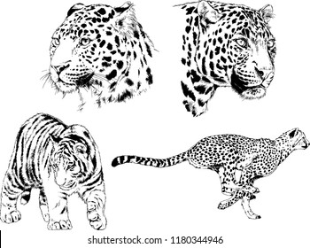 vector drawings sketches different predator , tigers lions cheetahs and leopards are drawn in ink by hand , objects with no background