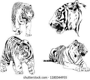 vector drawings sketches different predator , tigers lions cheetahs and leopards are drawn in ink by hand , objects with no background