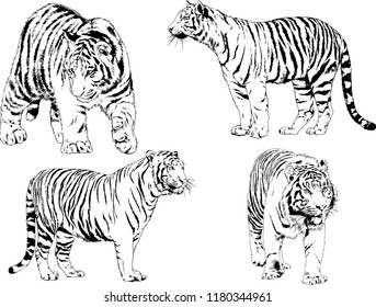 vector drawings sketches different predator , tigers lions cheetahs and leopards are drawn in ink by hand , objects with no background