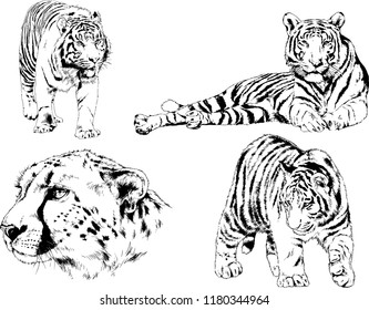 vector drawings sketches different predator , tigers lions cheetahs and leopards are drawn in ink by hand , objects with no background