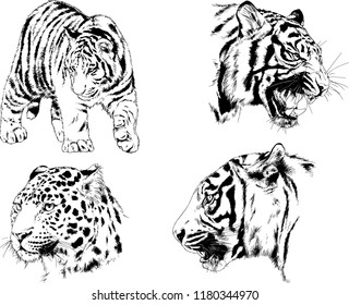vector drawings sketches different predator , tigers lions cheetahs and leopards are drawn in ink by hand , objects with no background