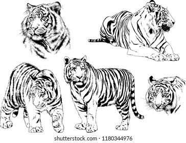 vector drawings sketches different predator , tigers lions cheetahs and leopards are drawn in ink by hand , objects with no background