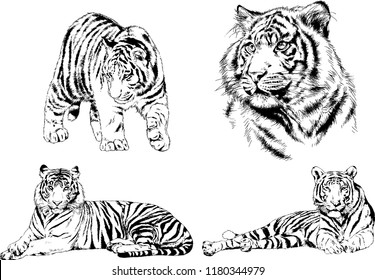 vector drawings sketches different predator , tigers lions cheetahs and leopards are drawn in ink by hand , objects with no background