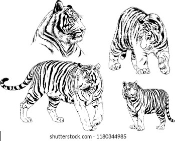 vector drawings sketches different predator , tigers lions cheetahs and leopards are drawn in ink by hand , objects with no background