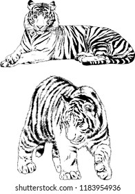 vector drawings sketches different predator , tigers lions cheetahs and leopards are drawn in ink by hand , objects with no background