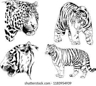 vector drawings sketches different predator , tigers lions cheetahs and leopards are drawn in ink by hand , objects with no background