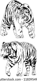 vector drawings sketches different predator , tigers lions cheetahs and leopards are drawn in ink by hand , objects with no background