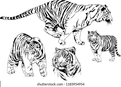 vector drawings sketches different predator , tigers lions cheetahs and leopards are drawn in ink by hand , objects with no background