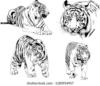 vector drawings sketches different predator , tigers lions cheetahs and leopards are drawn in ink by hand , objects with no background