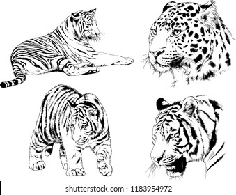 vector drawings sketches different predator , tigers lions cheetahs and leopards are drawn in ink by hand , objects with no background