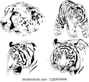 vector drawings sketches different predator , tigers lions cheetahs and leopards are drawn in ink by hand , objects with no background