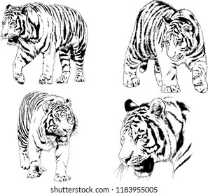 vector drawings sketches different predator , tigers lions cheetahs and leopards are drawn in ink by hand , objects with no background