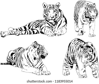 vector drawings sketches different predator , tigers lions cheetahs and leopards are drawn in ink by hand , objects with no background